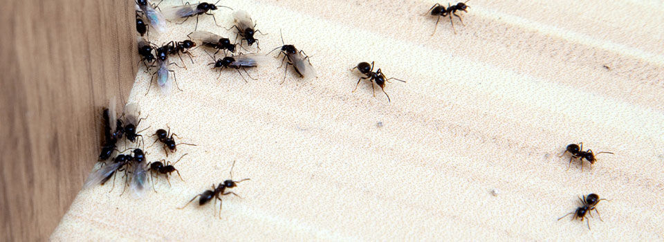 Ants in the house on the baseboards and wall angle