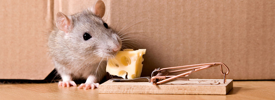 Mouse with cheese in it's mouth and mouse trap