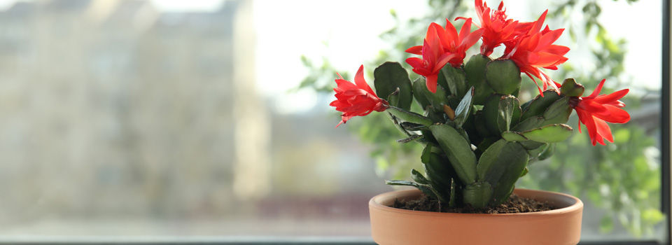 Christmas Cactus