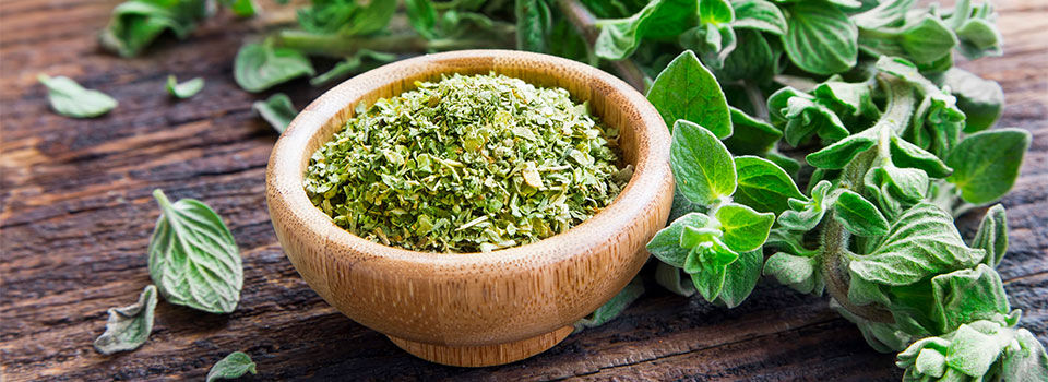 Fresh and dried oregano herb on wooden background