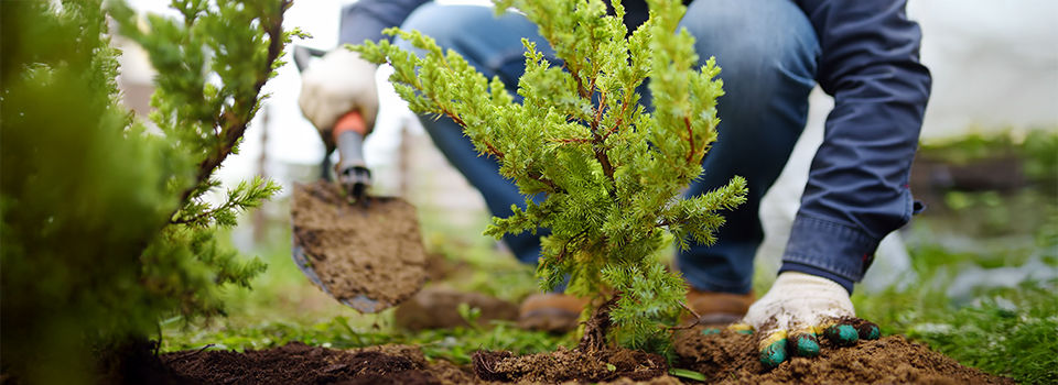 Gardener planting juniper plants in the yard. Seasonal works in the garden. Landscape design. landscaping. Ornamental shrub juniper.