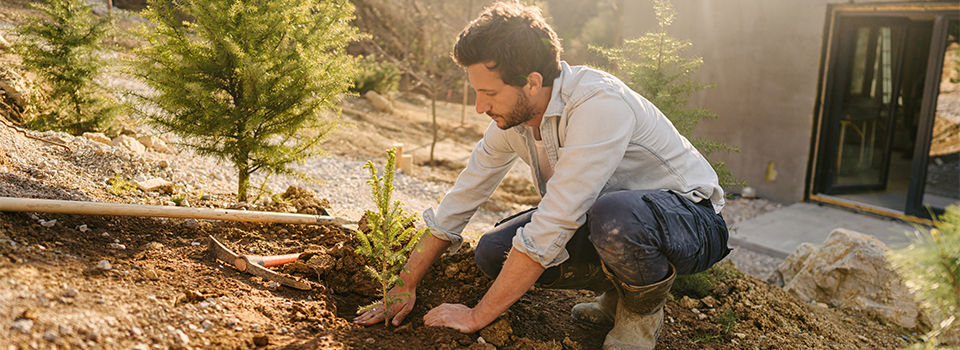 Photo of a man planting a tree in his backyard