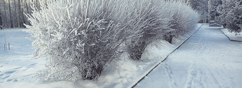 Bushes with snow and frost at city park on morning time