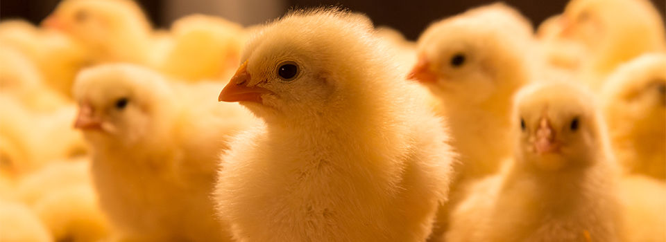 Baby chickens