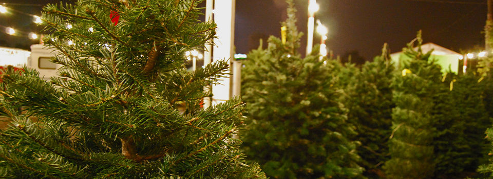 Christmas tree lot