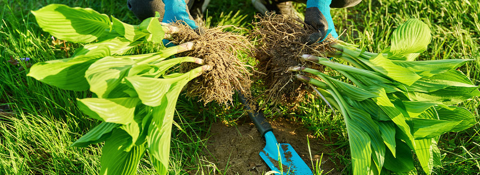 A woman splitting hostas 