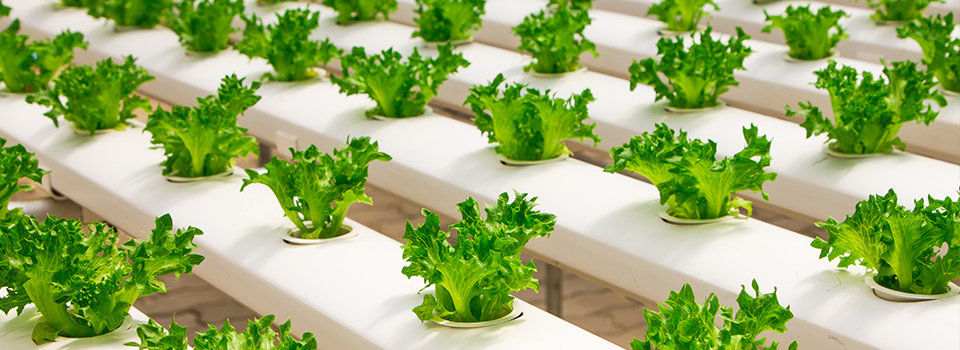 White hydroponic system with rows of lettuce