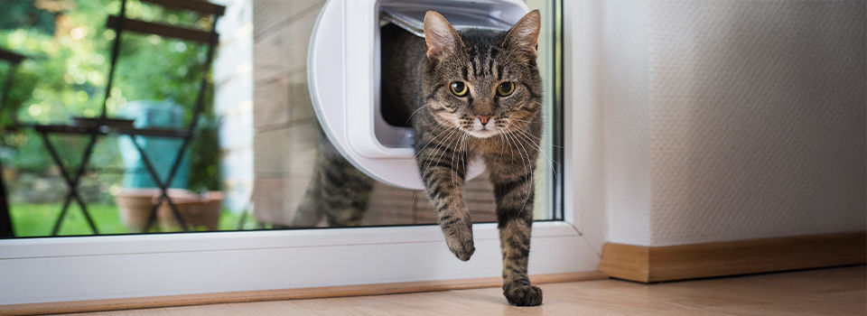 A cat walking through a pet door