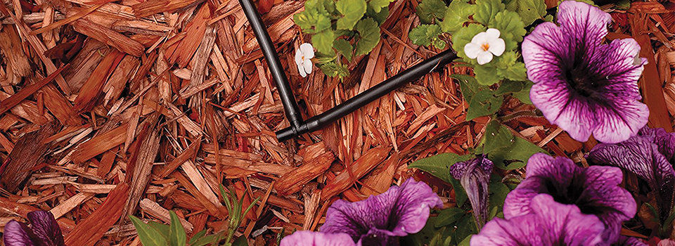 A black drip irrigation system on top of brown mulch with pansies in the bottom right corner