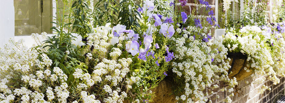 window boxes with flowers in them