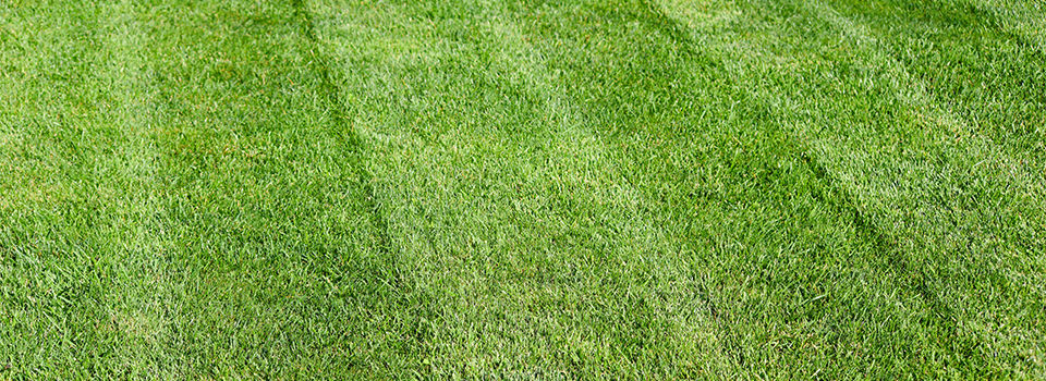 striped freshly mowed garden lawn