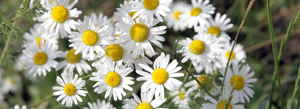 Chamomile
