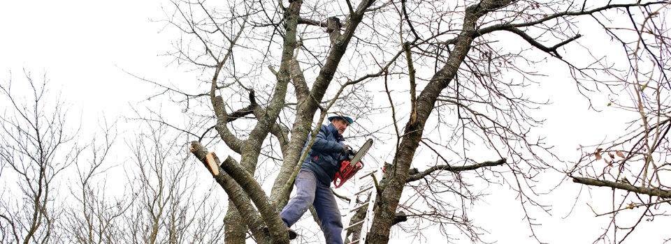 keep landscape simple by removing trees