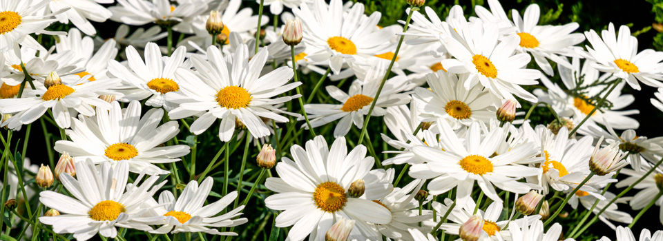 Daisies