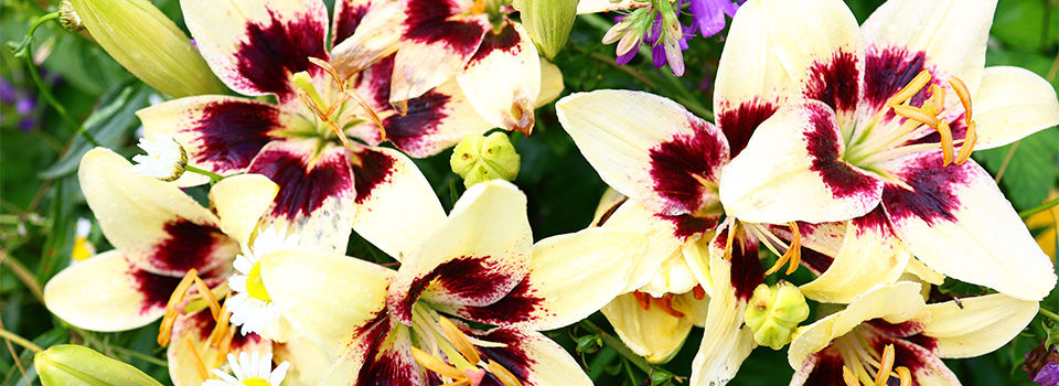 Daylilies