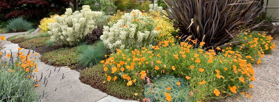Groundcover plants incorporated in landscaping