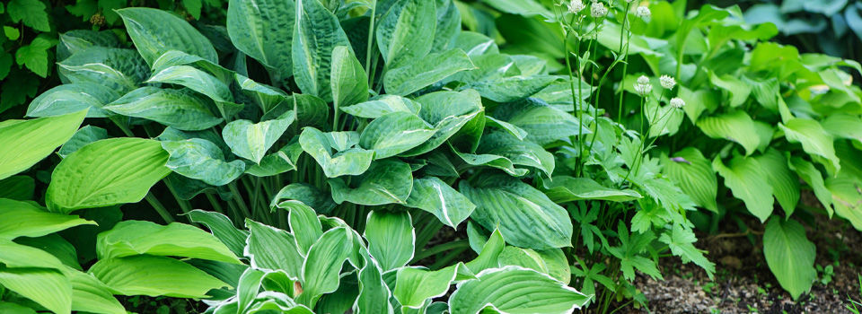 Hostas