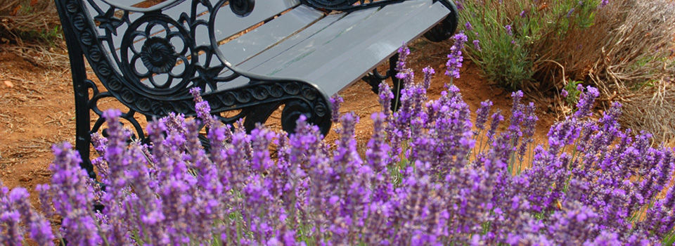 Lavender