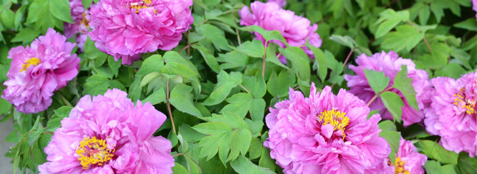 Peonies