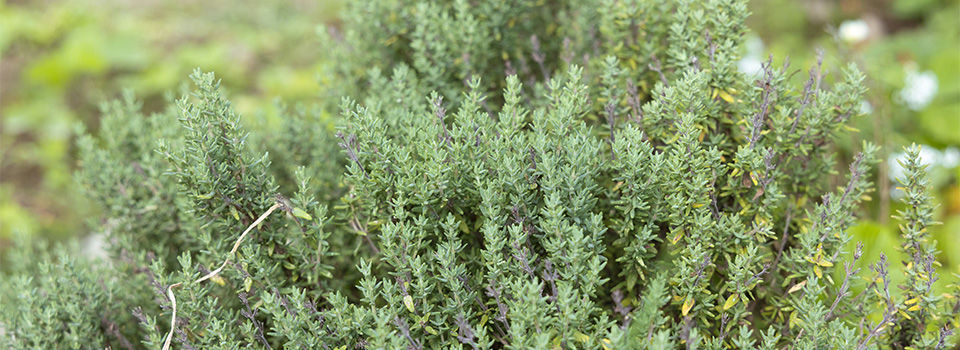 Rosemary