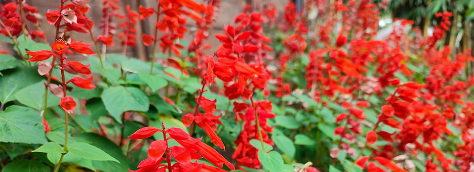 Salvia
