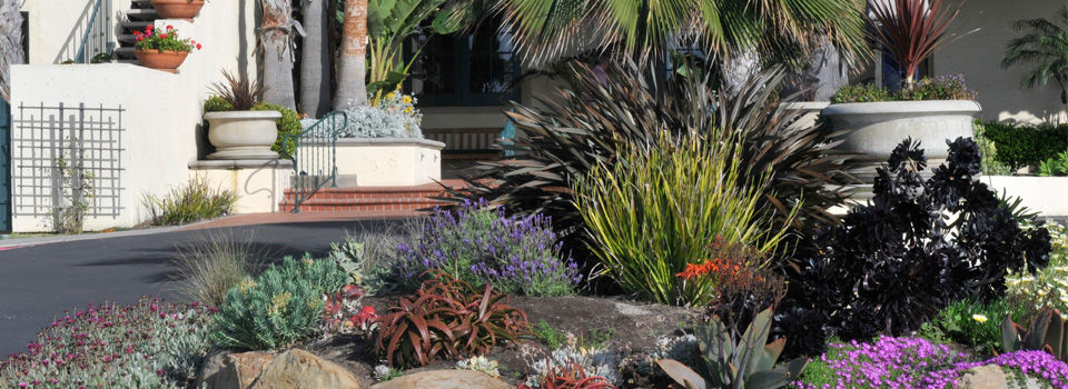 Drought-tolerant landscaping in Southern California