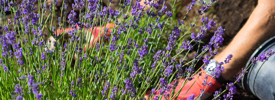 Hardy lavendar is perfect for xeriscaping