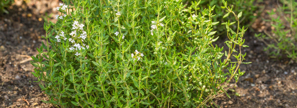 Thyme
