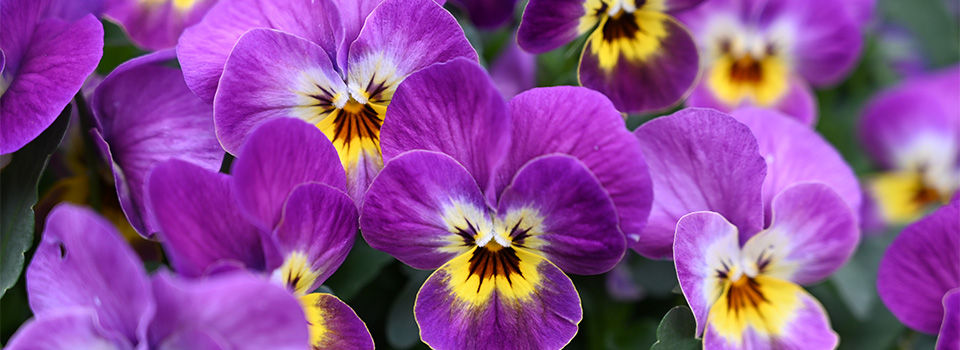 Violets