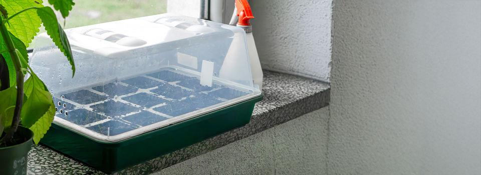 small home greenhouse for sowing seeds. sown seeds early spring in a mini greenhouse at home.