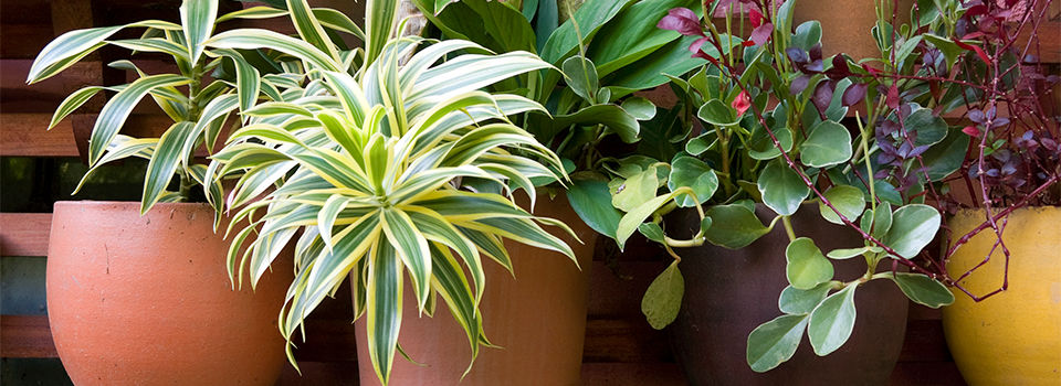 Plants in containers