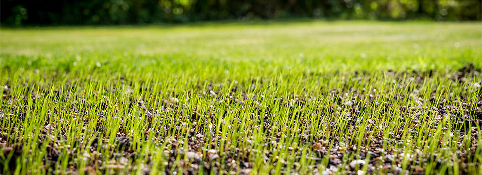 A healthy green lawn