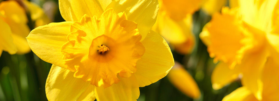 Plant Bulbs in Fall for Spring Gardens