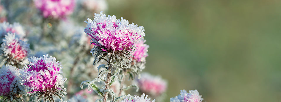 Frozen pink flowers covered in frost