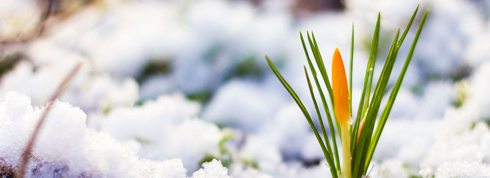 A plant in a snowy garden