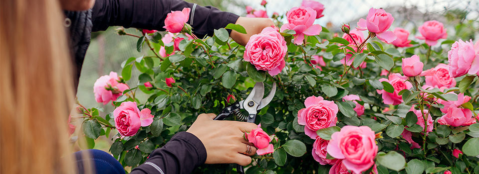 Leonardo da Vinci hot pink rose blooming in summer garden. Gardener cuts stems off with pruner. Meilland selection roses flowers