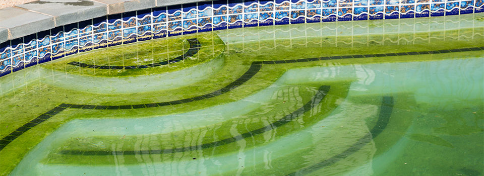 A green and cloudy pool