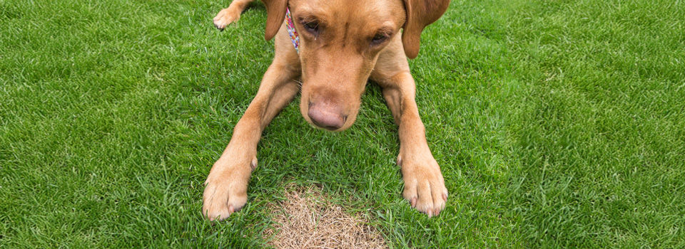 dog looking at dog spot in lawn
