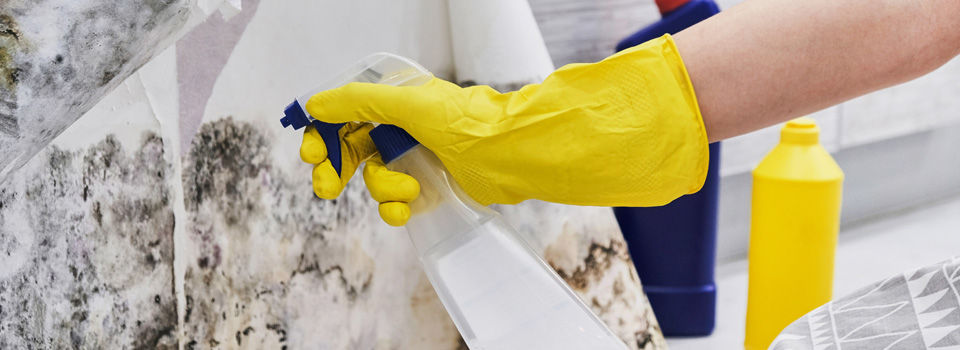 person removing mold from a wall with spray bottle and mold remover