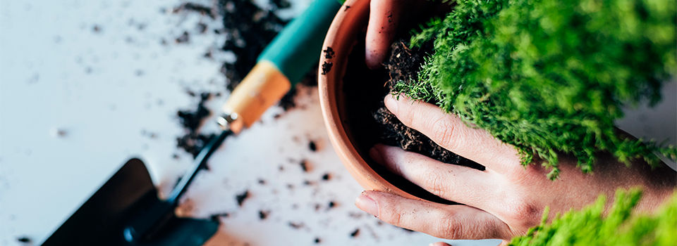 Repotting a house plant
