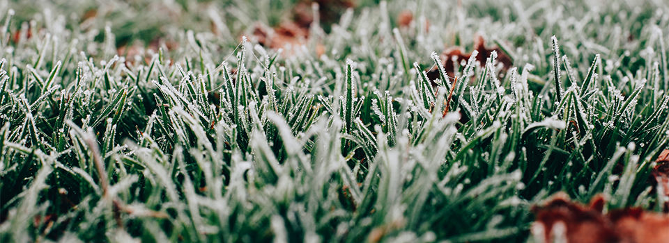 Reseeding frosted winterized grass