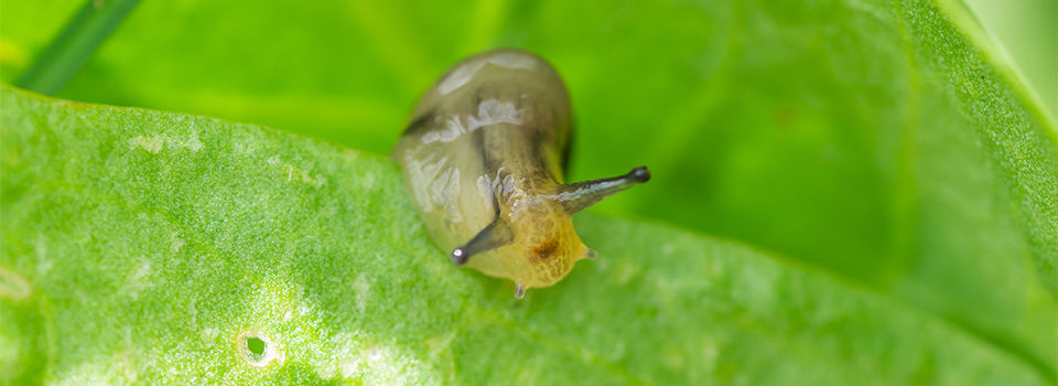 A garden slug sitting on a leaf