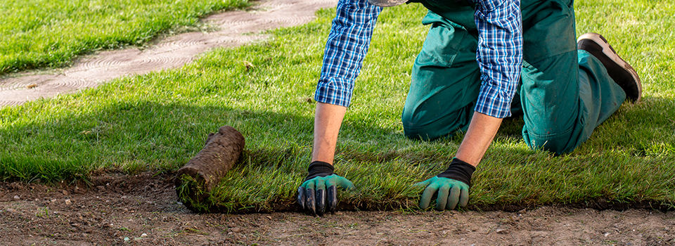 Natural Grass Turf Professional Installer. Gardener Installing Natural Grass Turfs Creating Beautiful Lawn Field.