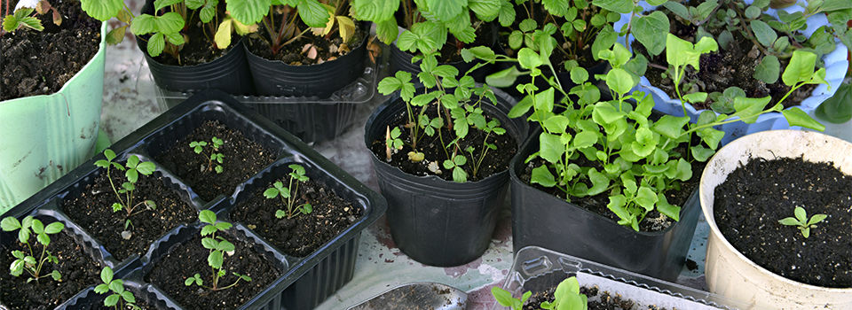 Assortment of seedlings in different growing containers