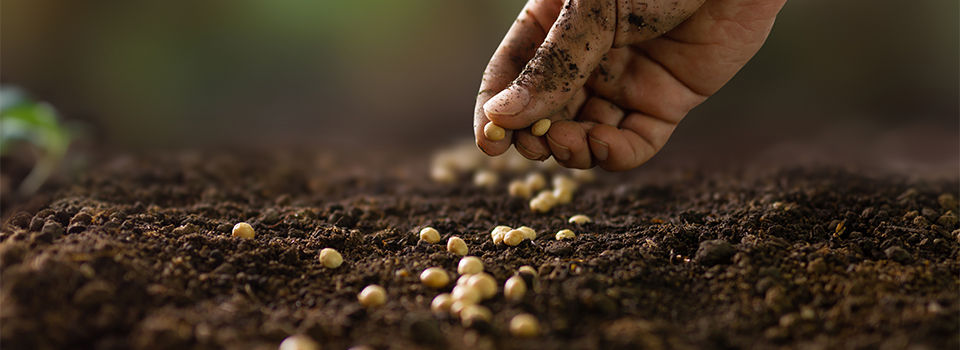 Dirty hand of farmer sowing seed on prepared soil at vegetable bed backyard. agriculture and plant care concept.