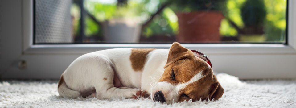 Dog sleeping in front of sliding door