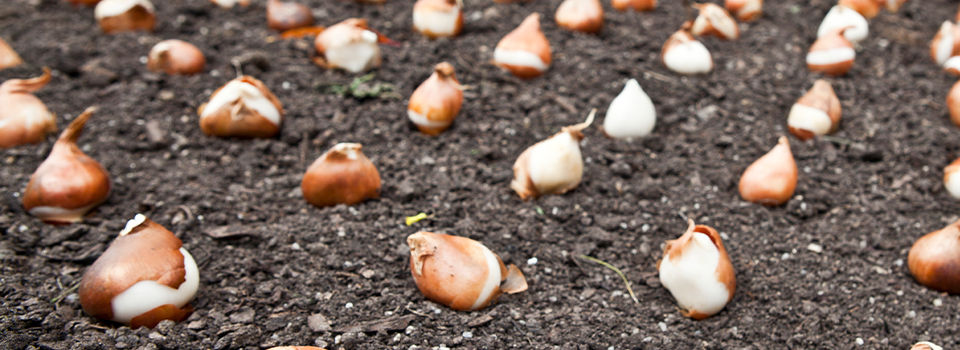 Tulip bulb in soil