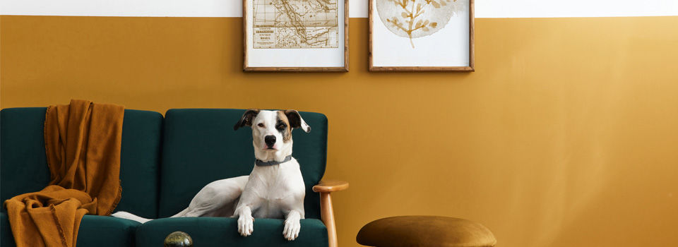 Dog on green couch in front of yellow wall