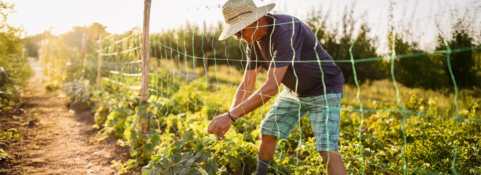 A person works in a lush garden, adjusting vines on a trellis under the warm sun, embodying agriculture, growth, and nature's beauty.