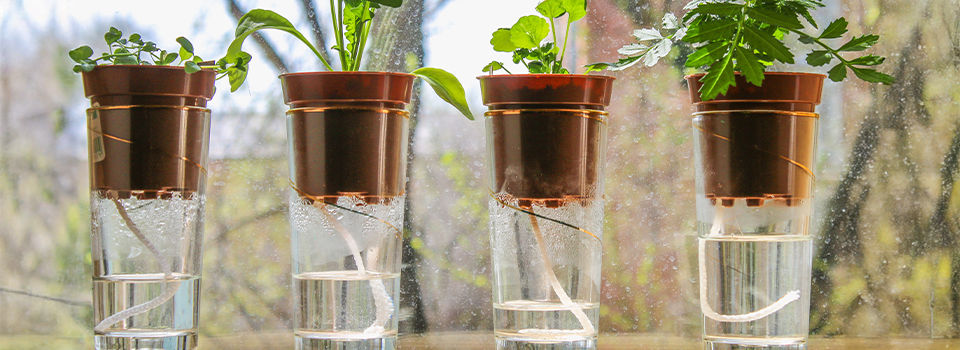 Self-watering plant system